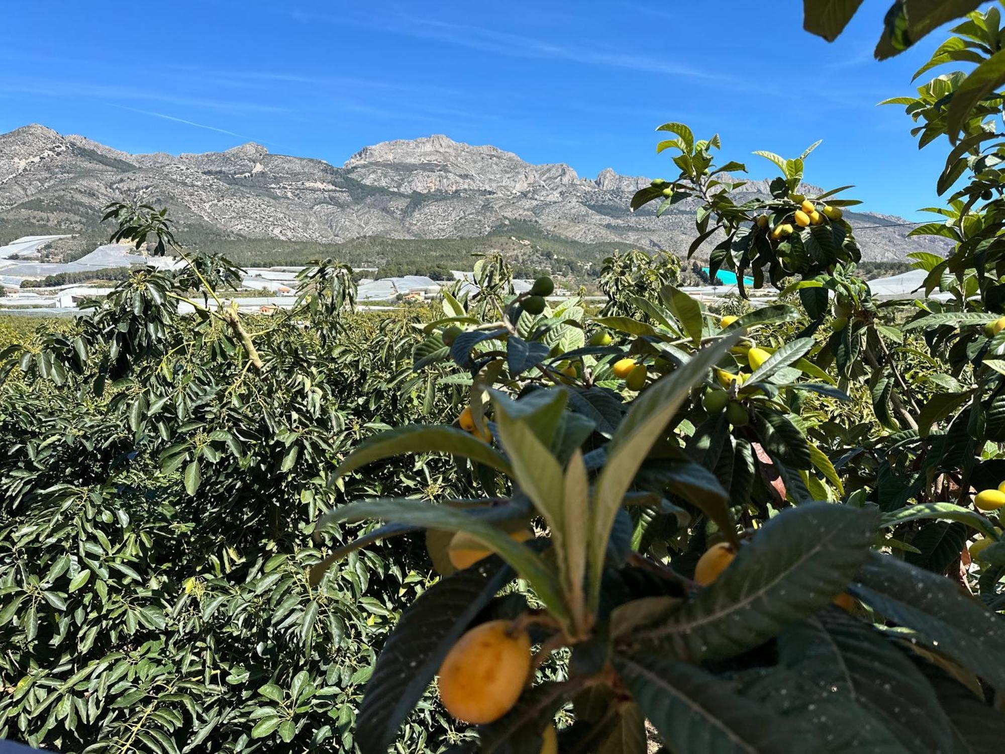 Casa Rural Altaret Callosa de Ensarriá Dış mekan fotoğraf